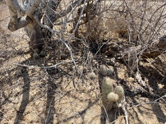 Mammillaria schumannii