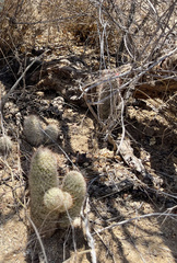 Mammillaria schumannii
