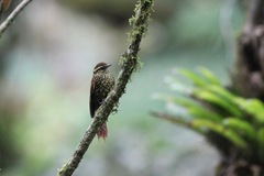 Margarornis squamiger