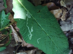 Phytomyza primulae