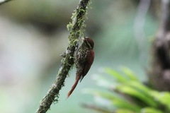 Margarornis squamiger