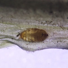 Phytomyza primulae