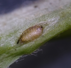 Phytomyza primulae