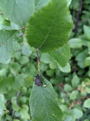 Otiorhynchus sulcatus