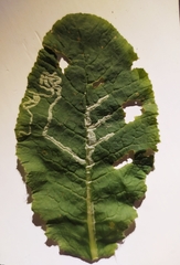 Phytomyza primulae