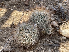 Mammillaria schumannii