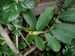Costus
