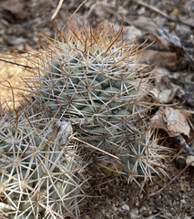 Mammillaria schumannii