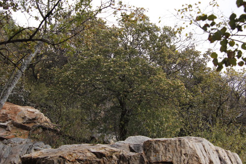 Image of Nuxia congesta by (c) Tony Rebelo, some rights reserved (CC BY-SA)