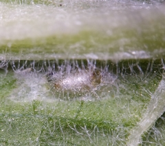 Phytomyza primulae
