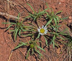 Townsendia grandiflora