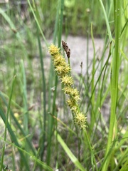 Carex annectens