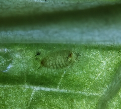 Phytomyza primulae