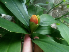 Costus