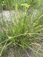Carex annectens