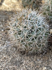 Mammillaria schumannii