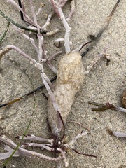 Polycitoridae