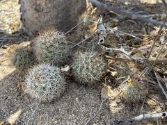 Mammillaria schumannii