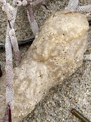 Polycitoridae