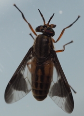 Chrysops striatus