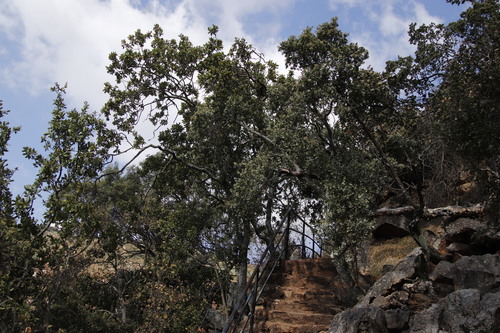 Image of Nuxia congesta by (c) Tony Rebelo, some rights reserved (CC BY-SA)
