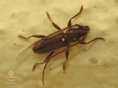 Anopliomorpha hirsuta