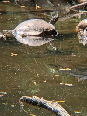 Chrysemys picta picta