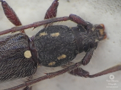 Anopliomorpha hirsuta