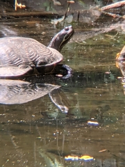 Chrysemys picta picta