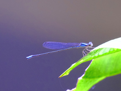 Acanthagrion quadratum
