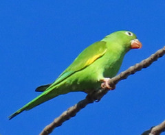 Brotogeris chiriri