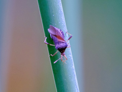 Anasa scorbutica