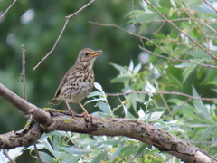 Turdus philomelos philomelos