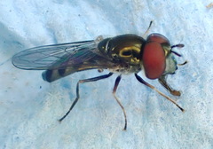 Platycheirus obscurus
