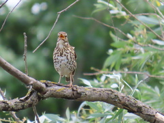 Turdus philomelos philomelos