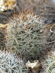 Mammillaria schumannii