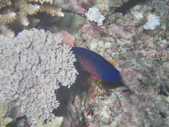 Centropyge bispinosa