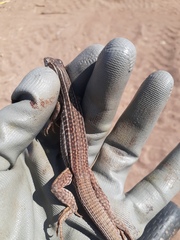 Aspidoscelis costatus