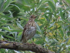Turdus philomelos philomelos