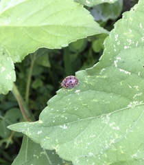 Epilachna varivestis