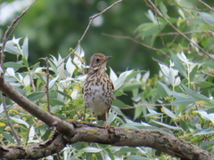 Turdus philomelos philomelos