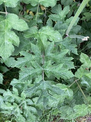 Heracleum sphondylium