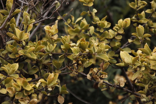Image of Vangueria parvifolia by (c) Tony Rebelo, some rights reserved (CC BY-SA)