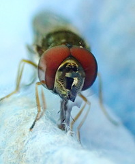 Platycheirus obscurus