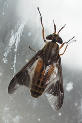 Chrysops striatus