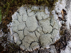 Lecanora expallens