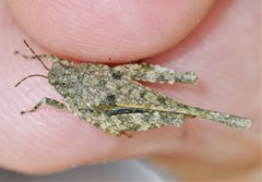 Paratettix cucullatus