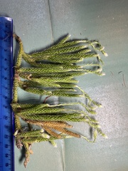 Lycopodium lagopus