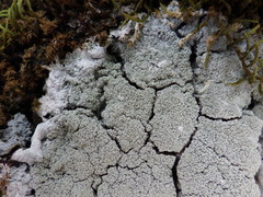 Lecanora expallens