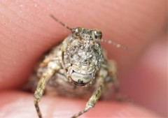 Paratettix cucullatus